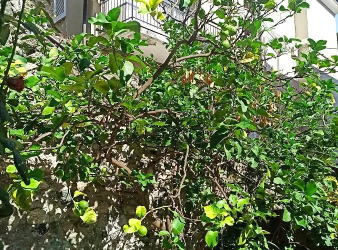 Lemons House *