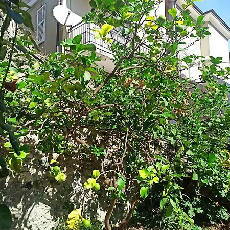 Lemons House *