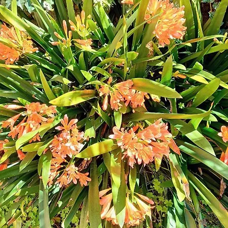 アパート Lemons House *